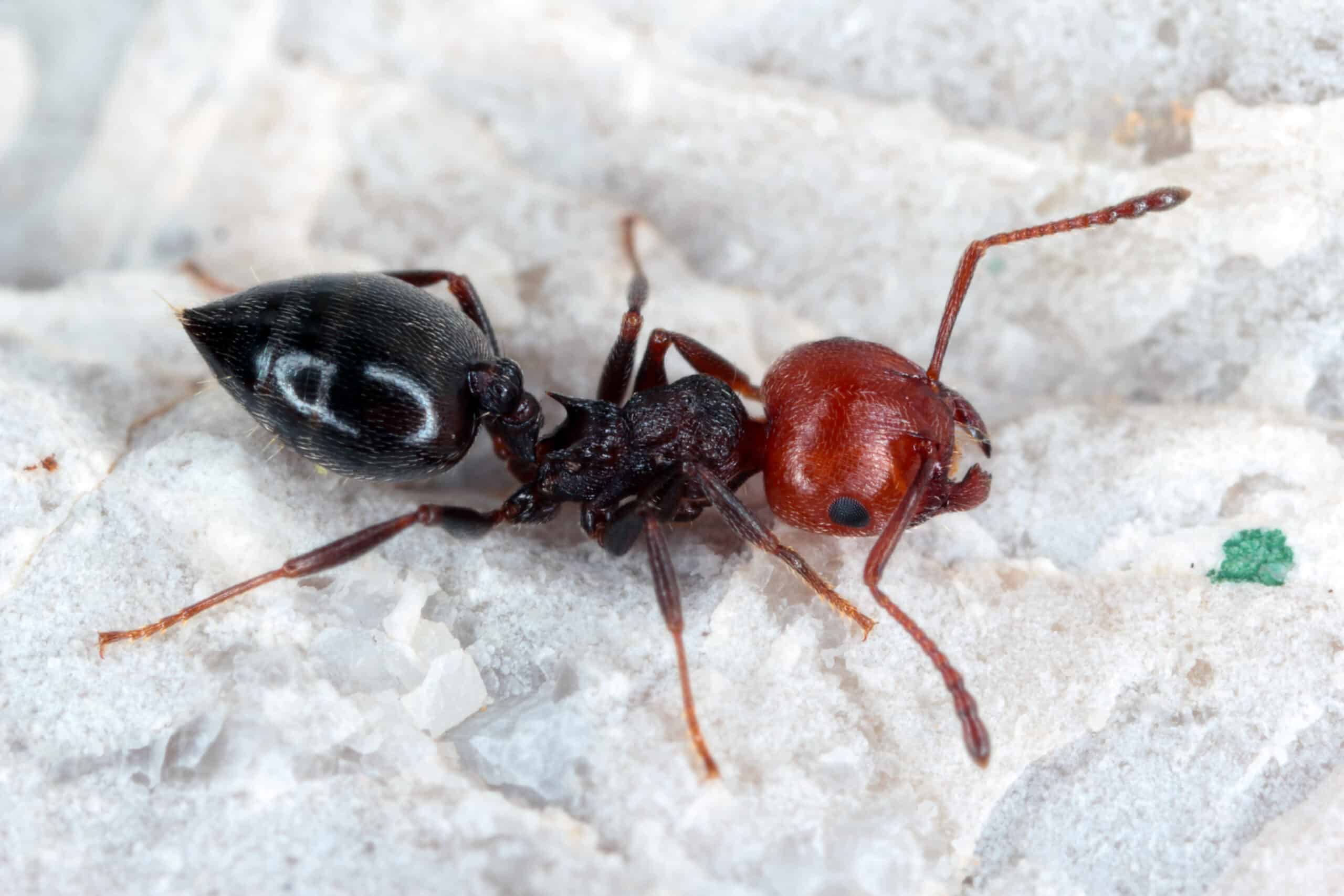 Die holzzerstörende Ameise Crematogaster scutellaris, Vertreterin der Knotenameisen
