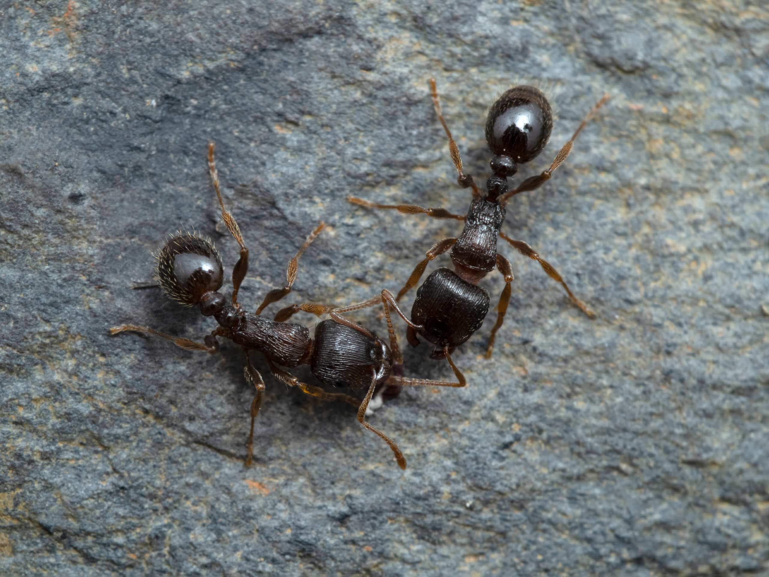 Tetramorium immigrans – Vertreter des Tetramorium caespitum-Komplexes, optisch kaum unterscheidbar