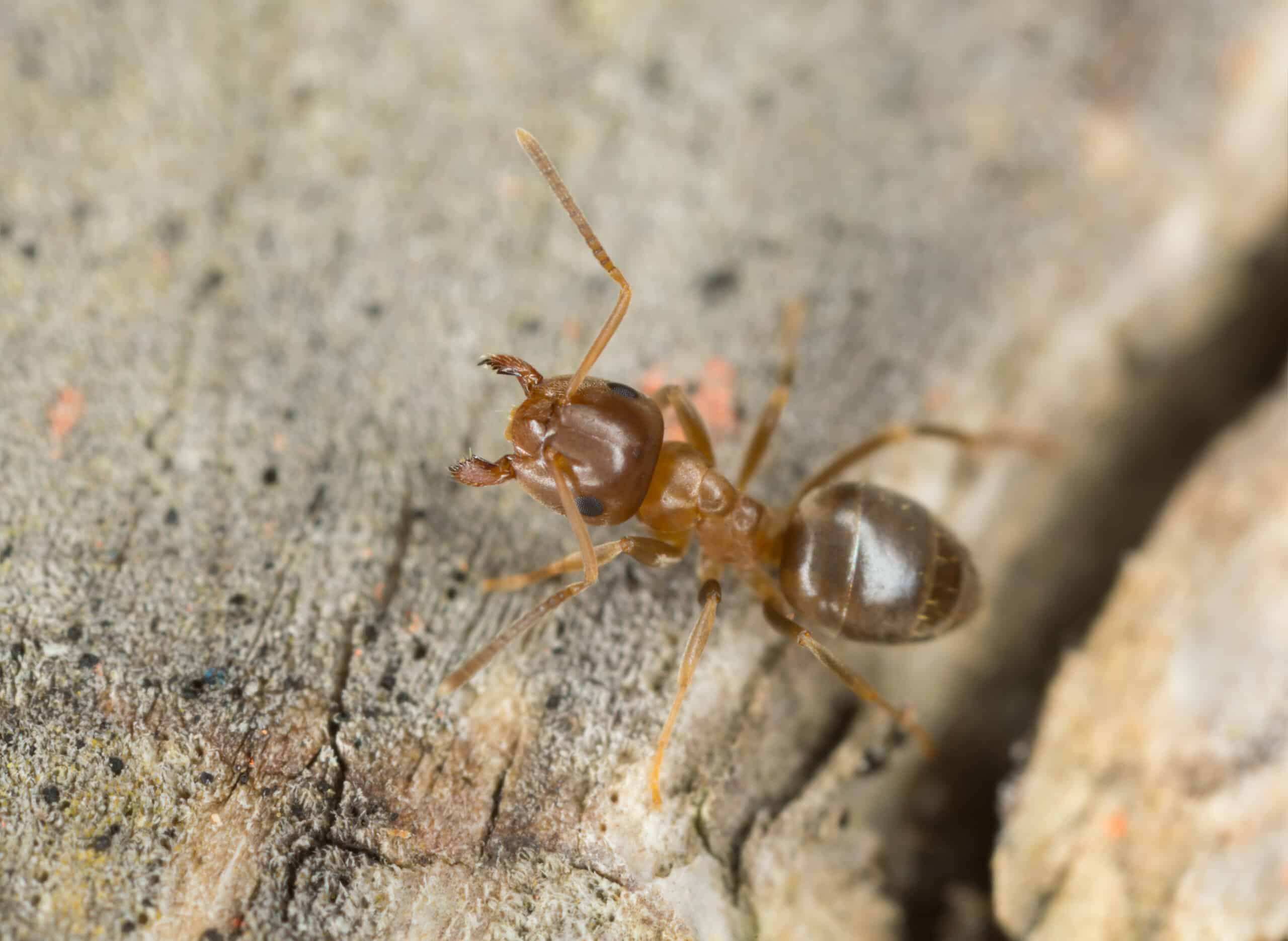 Braune Wegameise (Lasius brunneus)