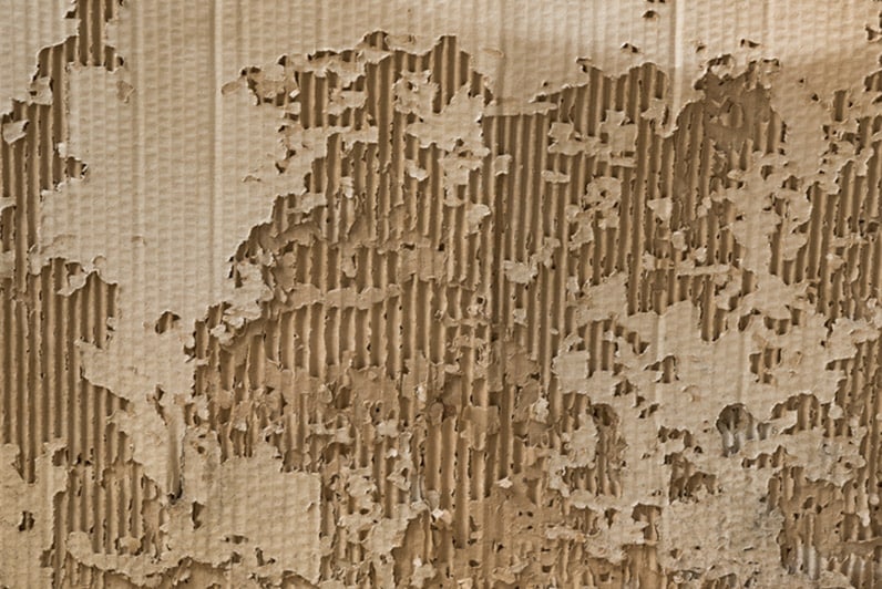 Holzameisen Schaden Bausubstanz