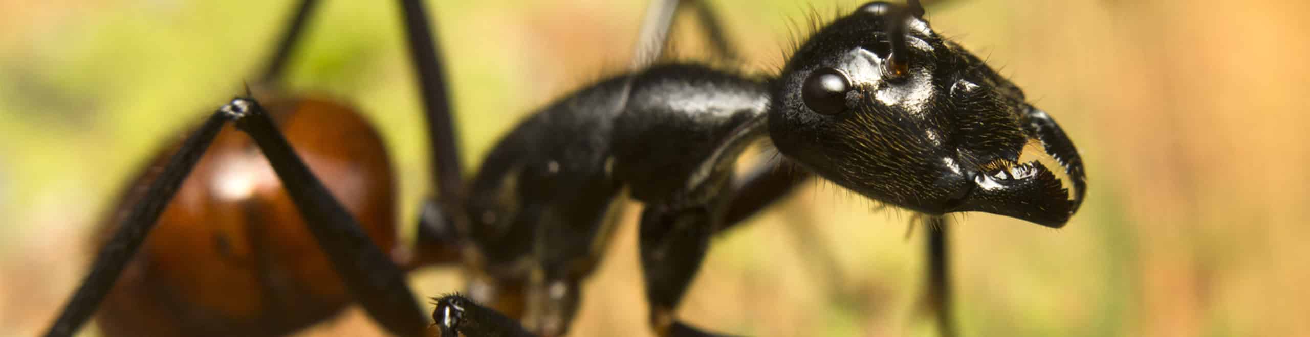 Holzameisen bekämpfen - Kontakt Kopfbild