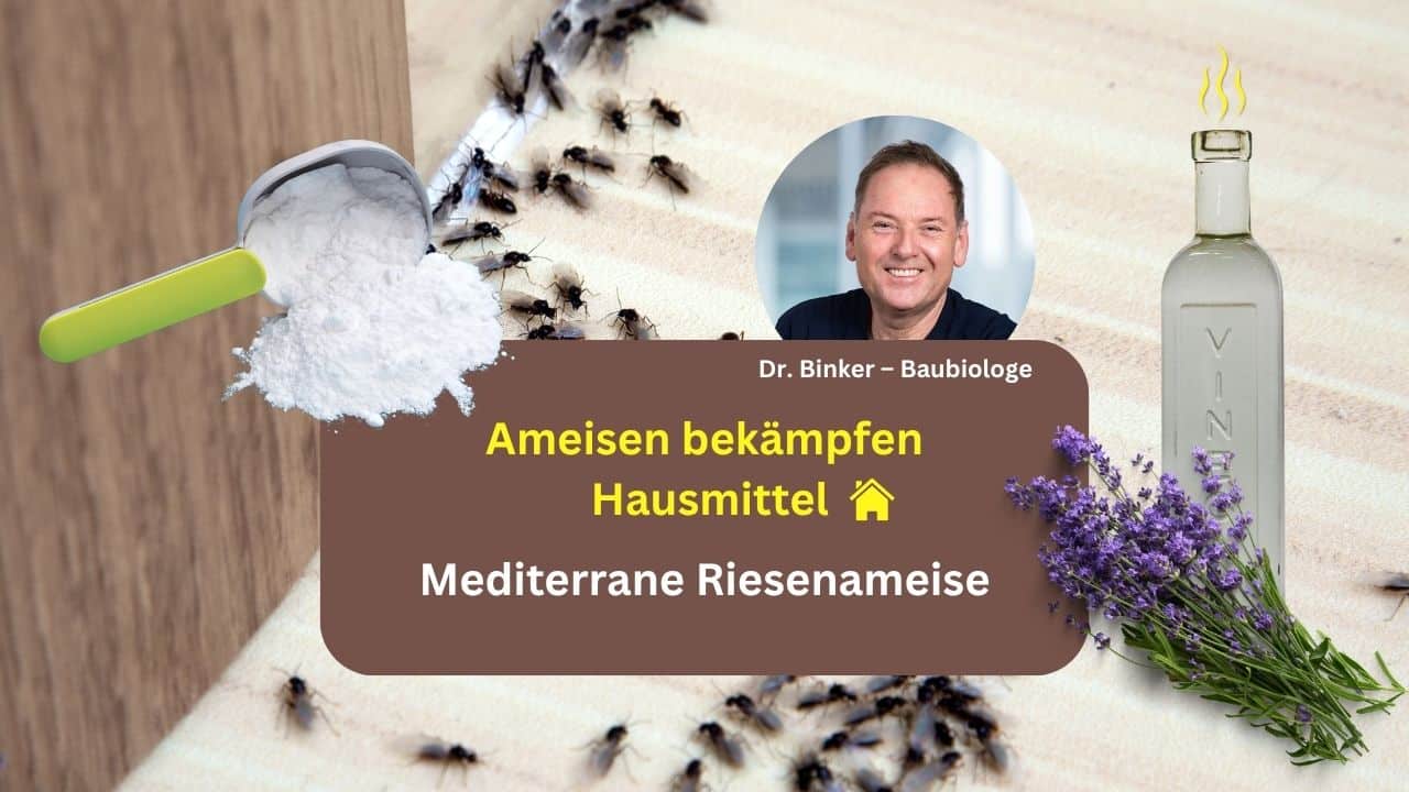 Ameisen bekämpfen Hausmittel: Mediterrane Riesenameise