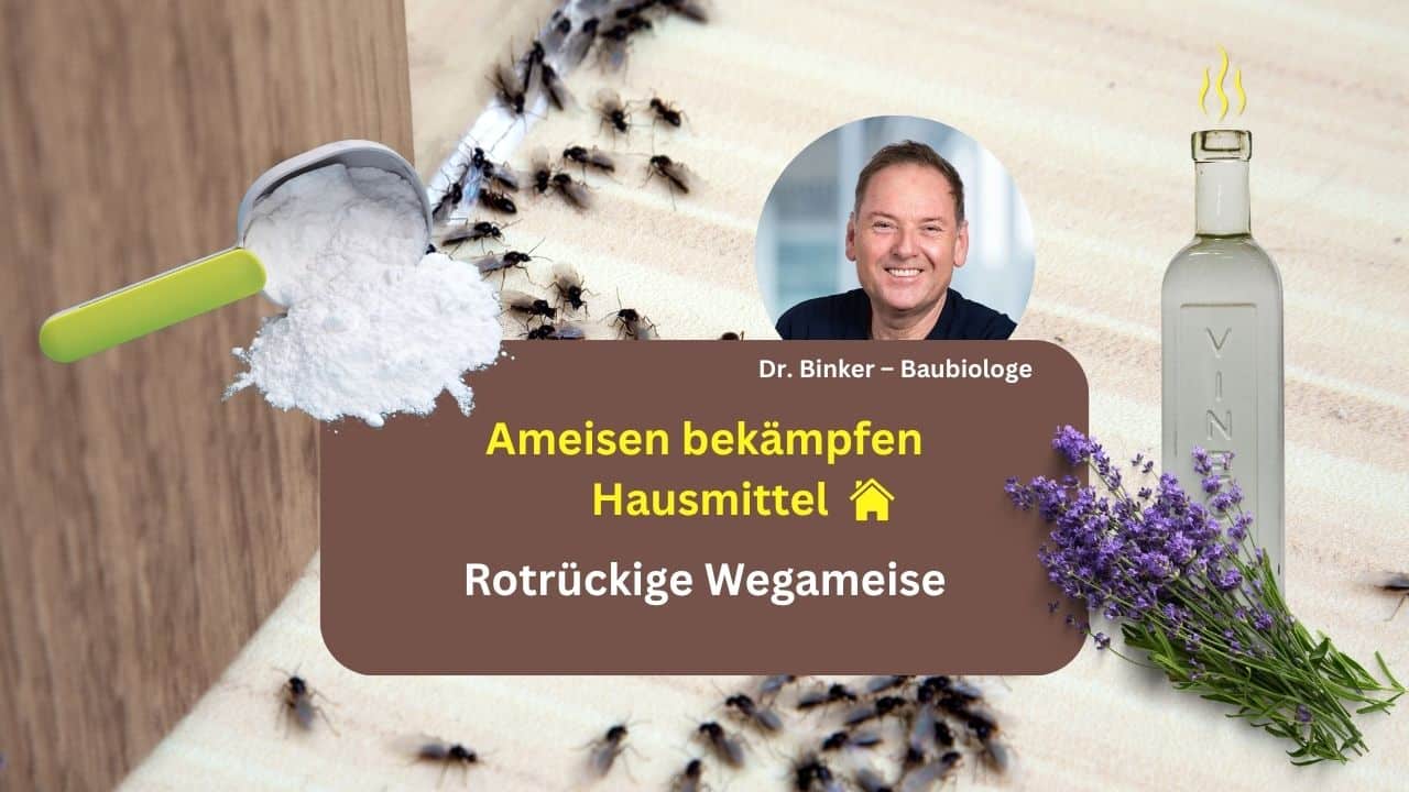 Ameisen bekämpfen Hausmittel: Rotrückige Wegameise