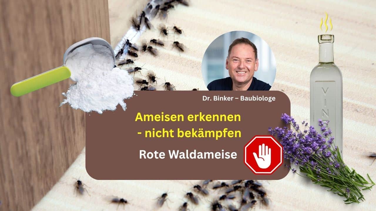 Ameisen erkennen - nicht bekämpfen: Rote Waldameise