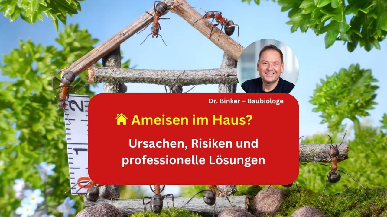 Ameisen im Haus? Ursachen, Risiken und professionelle Lösungen