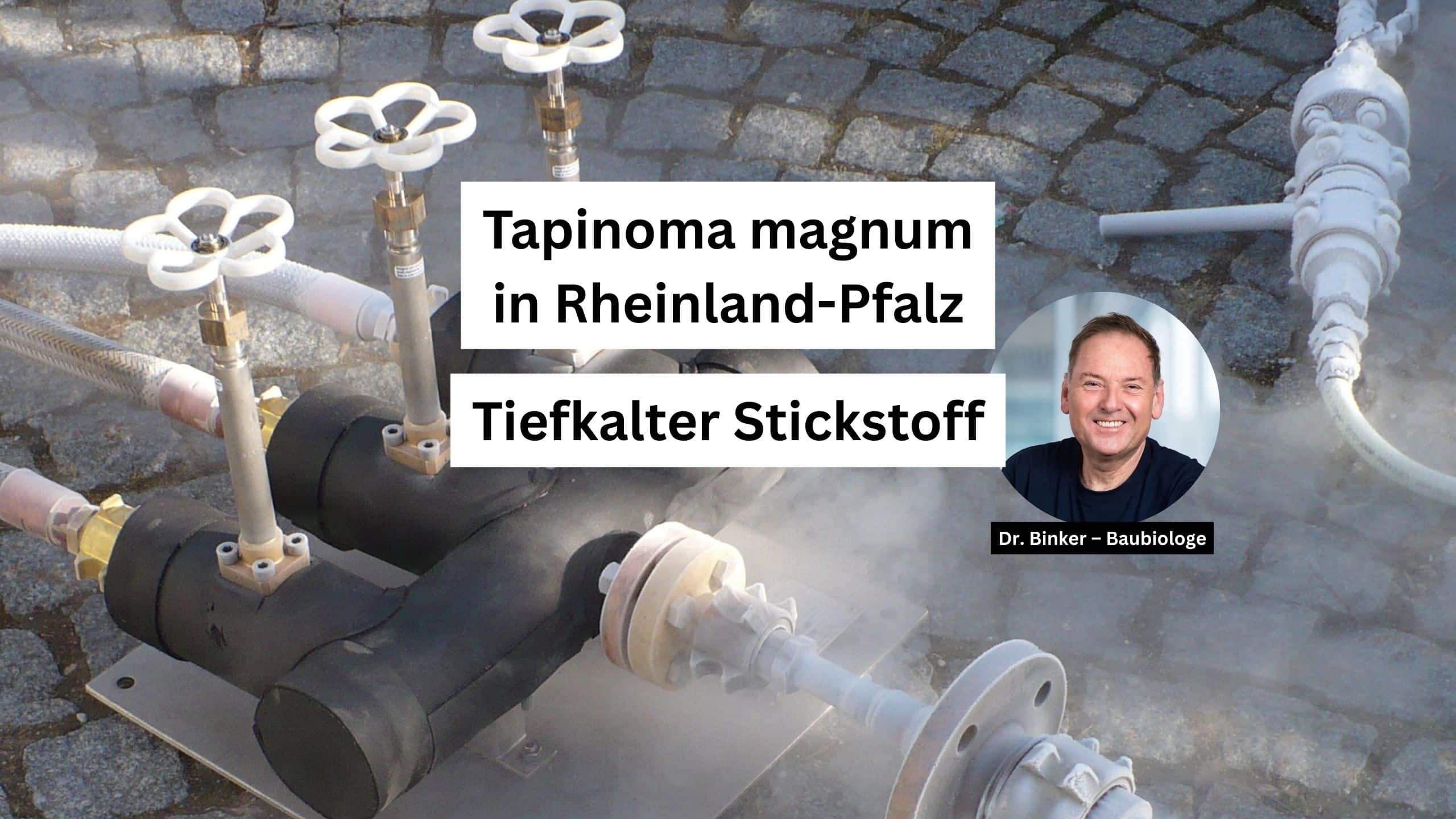 Tapinoma magnum in Rheinland-Pfalz: Tiefkalter Stickstoff als Lösung