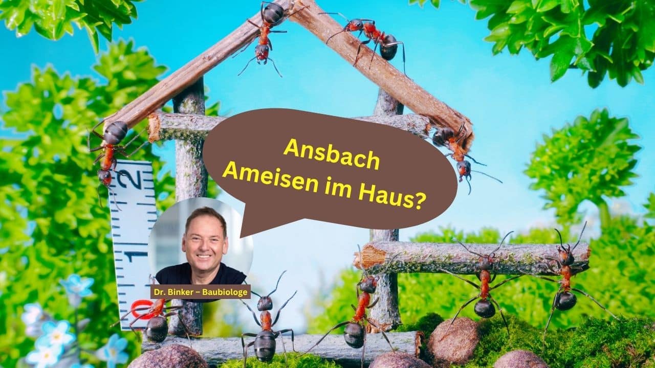 Ansbach: Ameisen im Haus