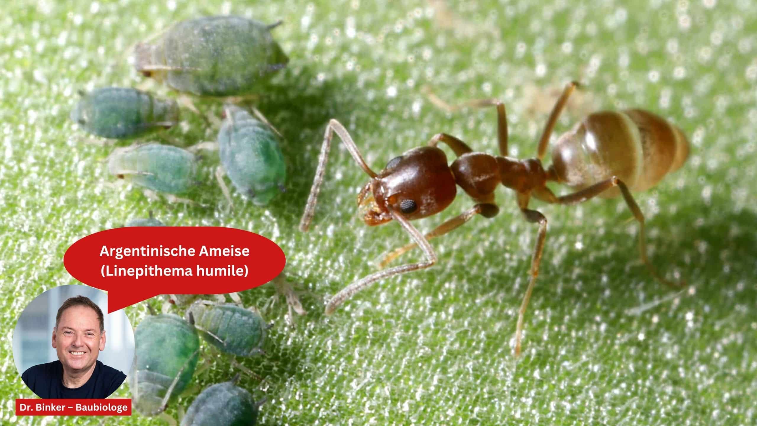 Argentinische Ameise (Linepithema humile)