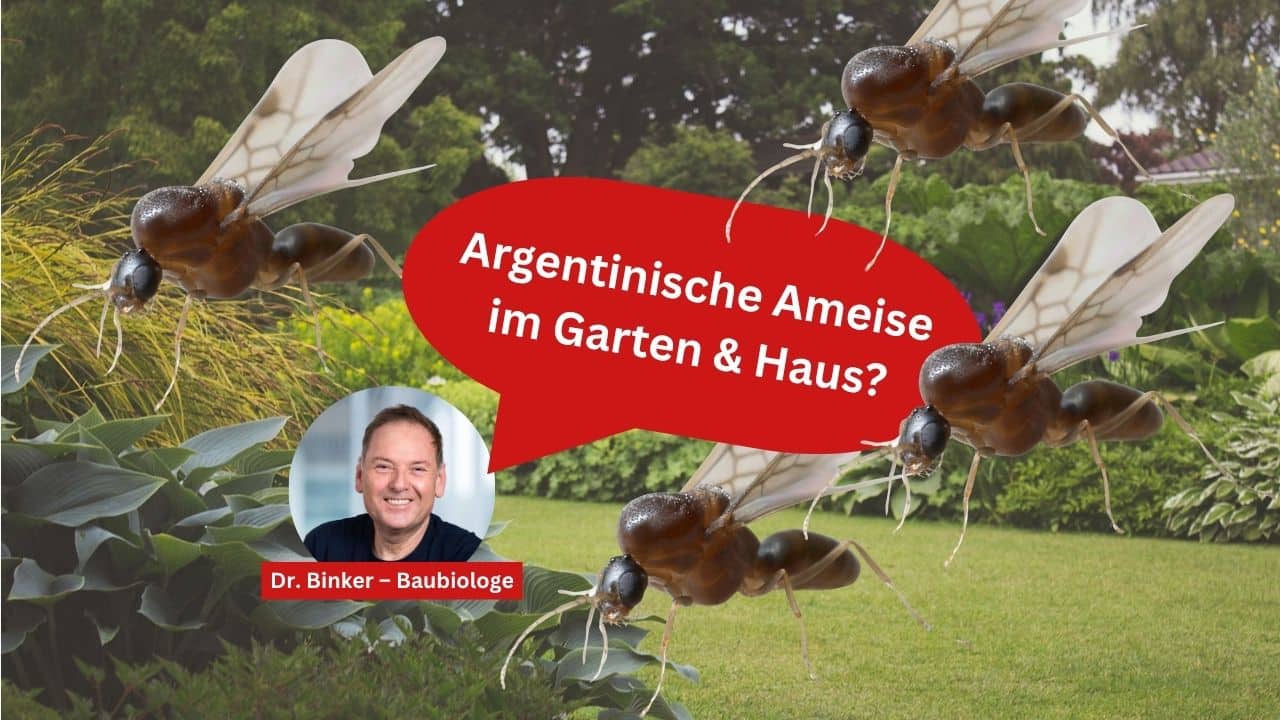 Argentinische Ameise erkennen – Risiken für Garten & Haus