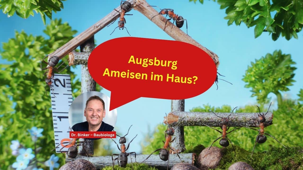 Augsburg Ameisen im Haus