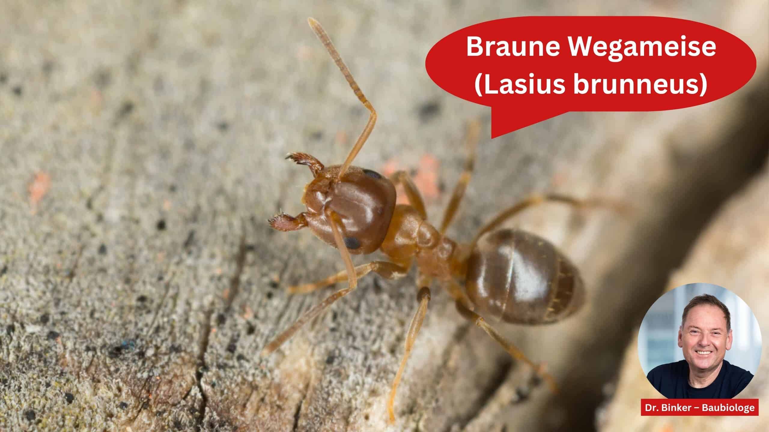 Braune Wegameise (Lasius brunneus)