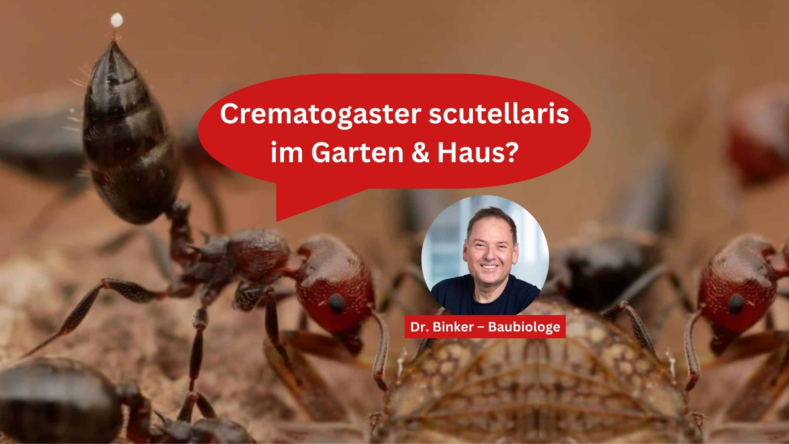 Crematogaster scutellaris im Garten & Haus?
