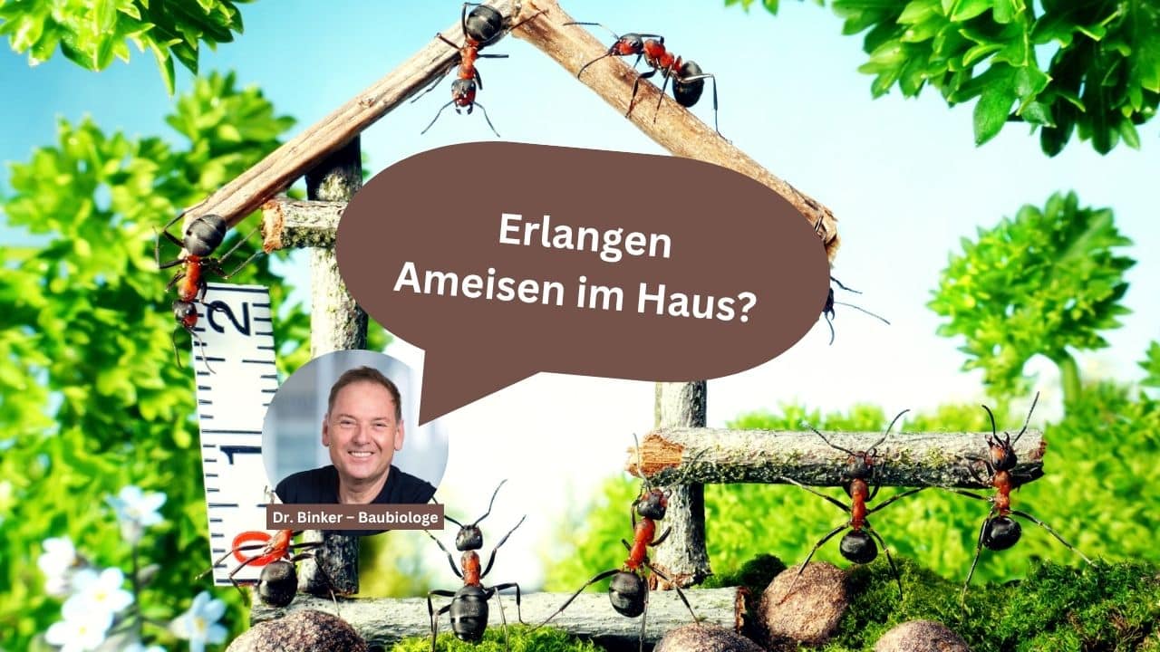 Erlangen: Ameisen im Haus