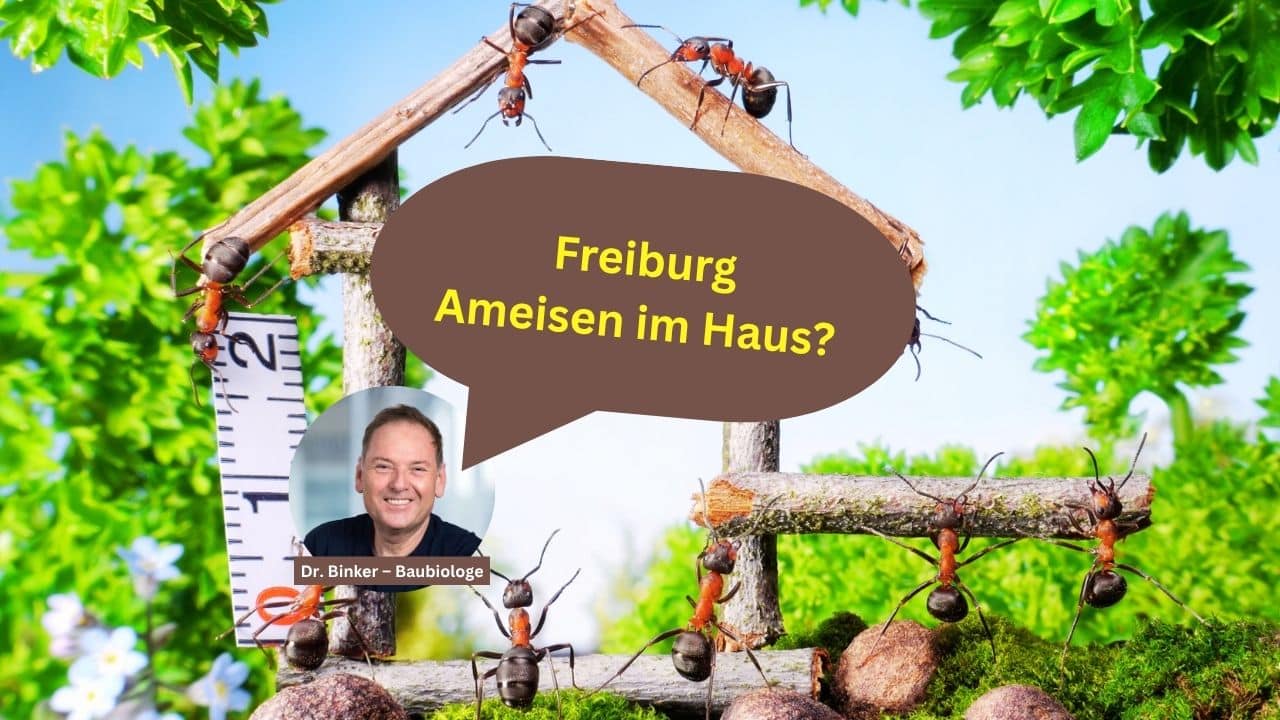 Freiburg: Ameisen im Haus