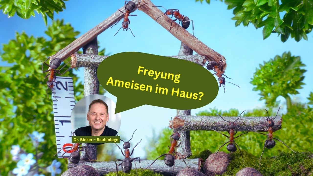 Freyung: Ameisen im Haus