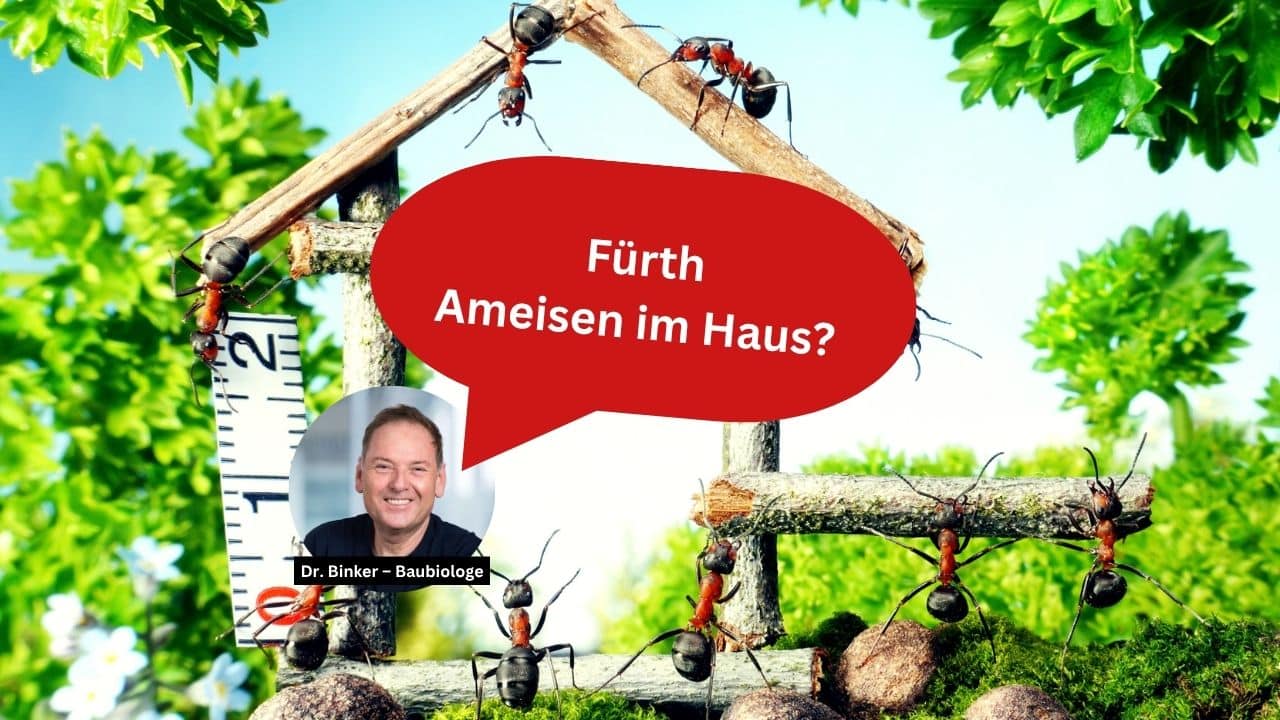 Fürth: Ameisen im Haus