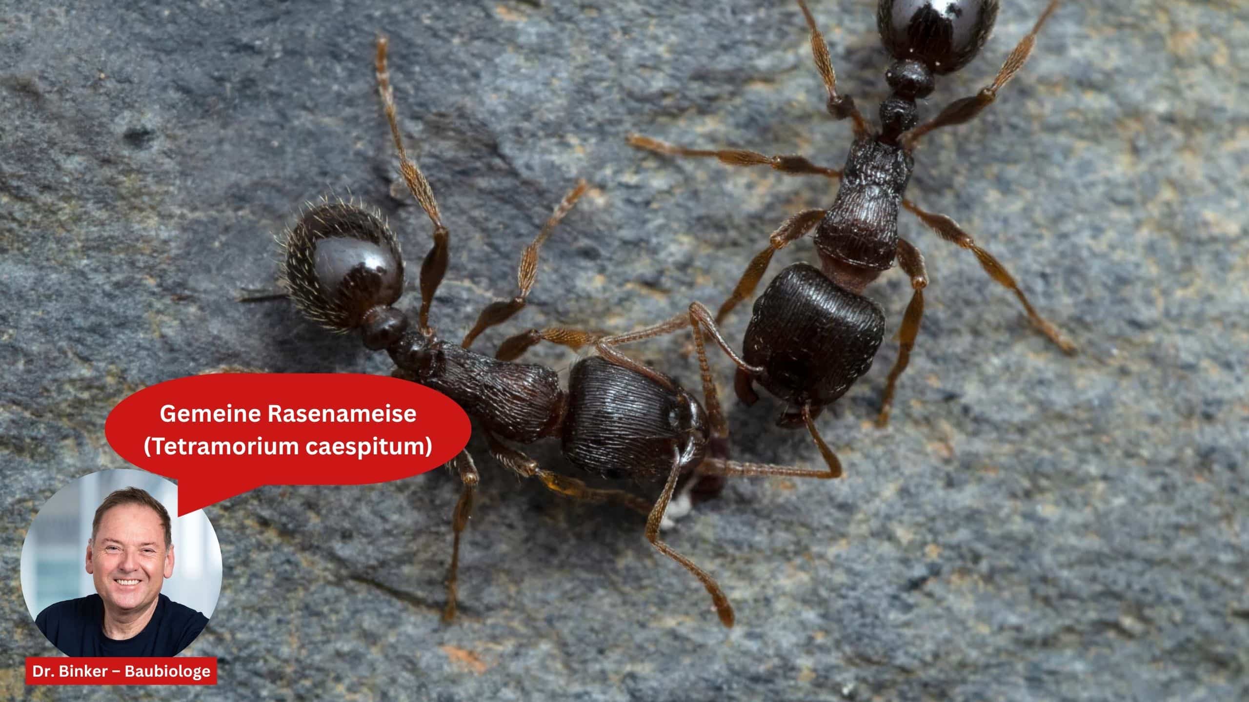 Gemeine Rasenameise (Tetramorium caespitum)