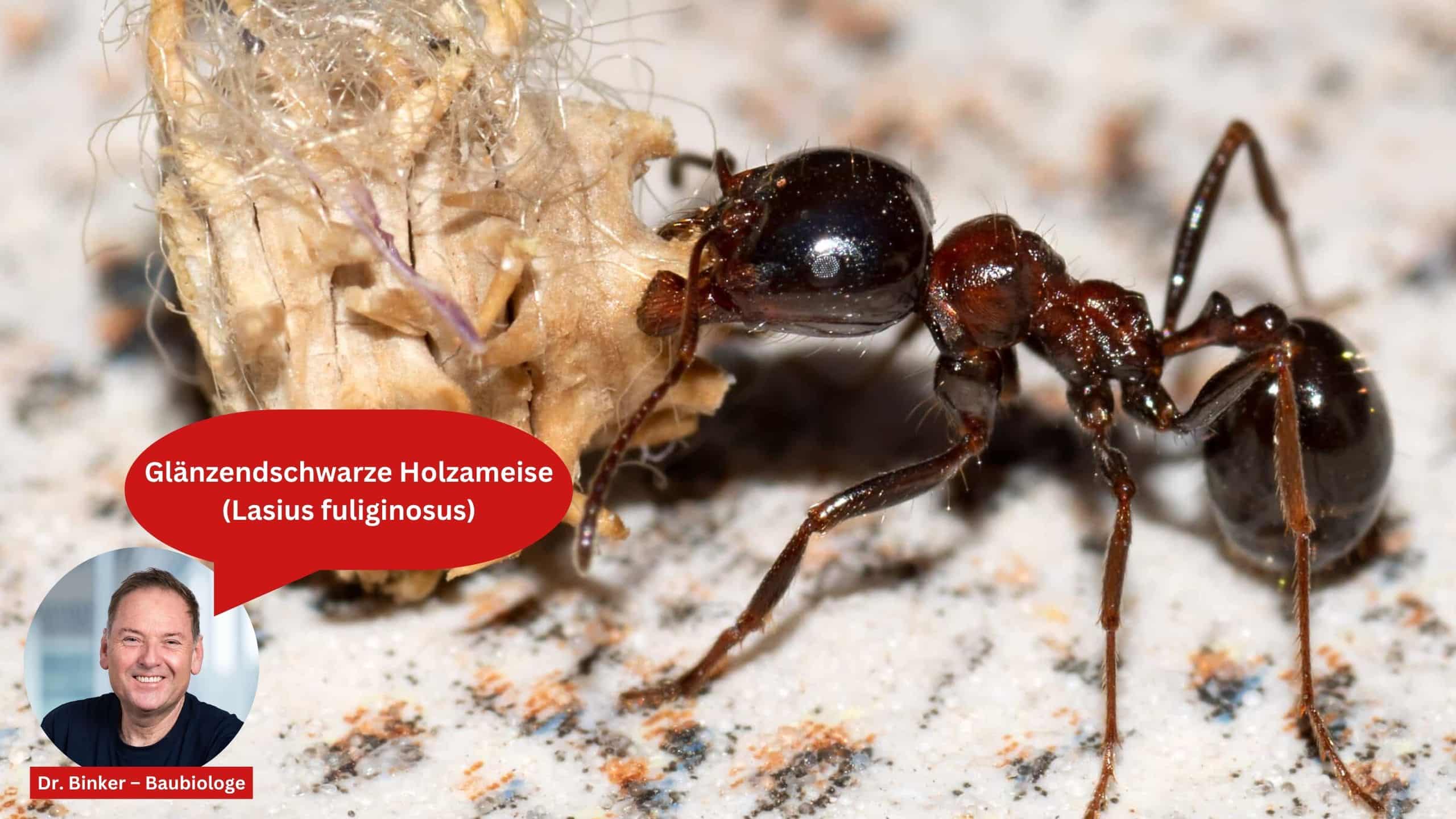Glänzendschwarze Holzameise (Lasius fuliginosus)