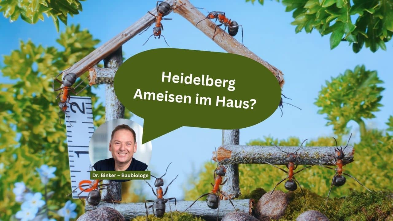 Heidelberg: Ameisen im Haus