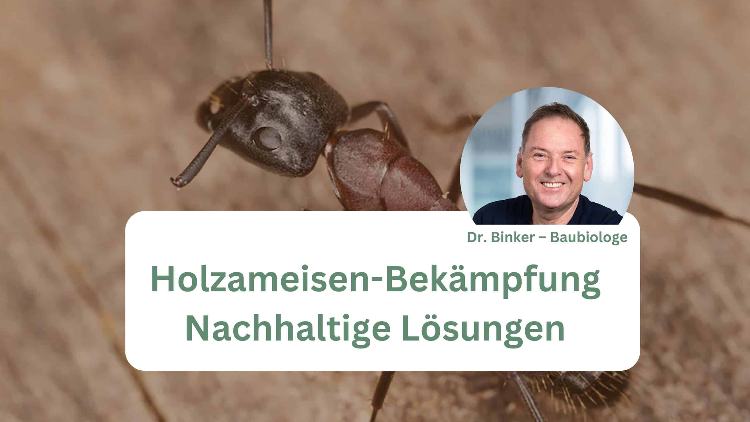 Holzameisen-Bekämpfung – Nachhaltige Lösungen