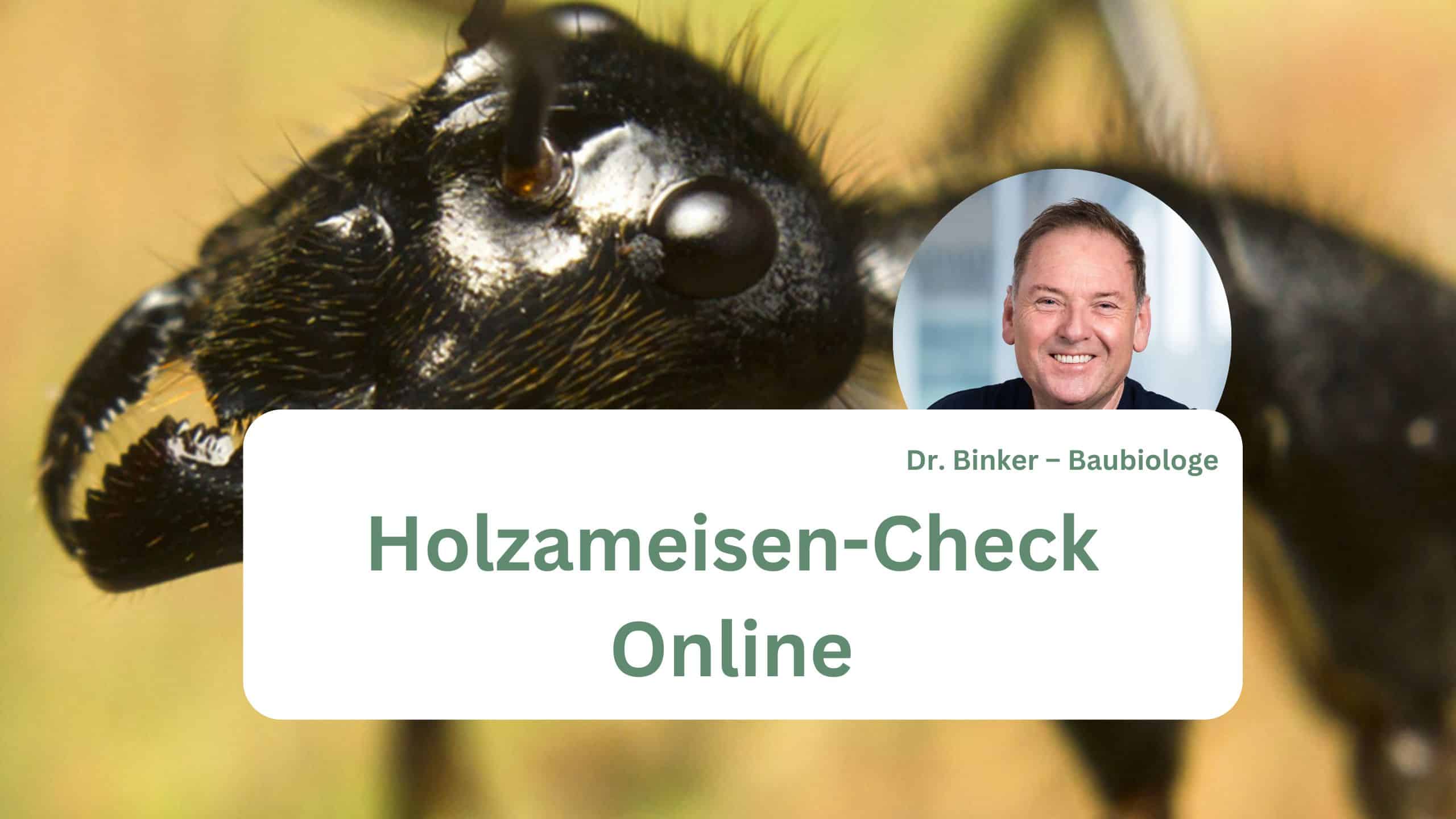Holzameisen-Check Online