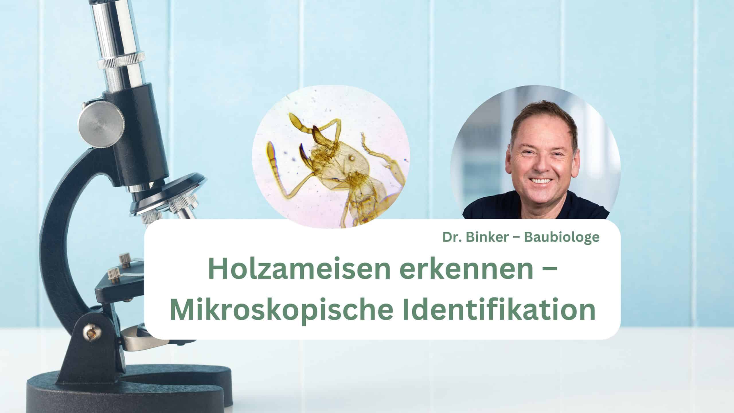 Holzameisen erkennen – Mikroskopische Identifikation der Holzameise