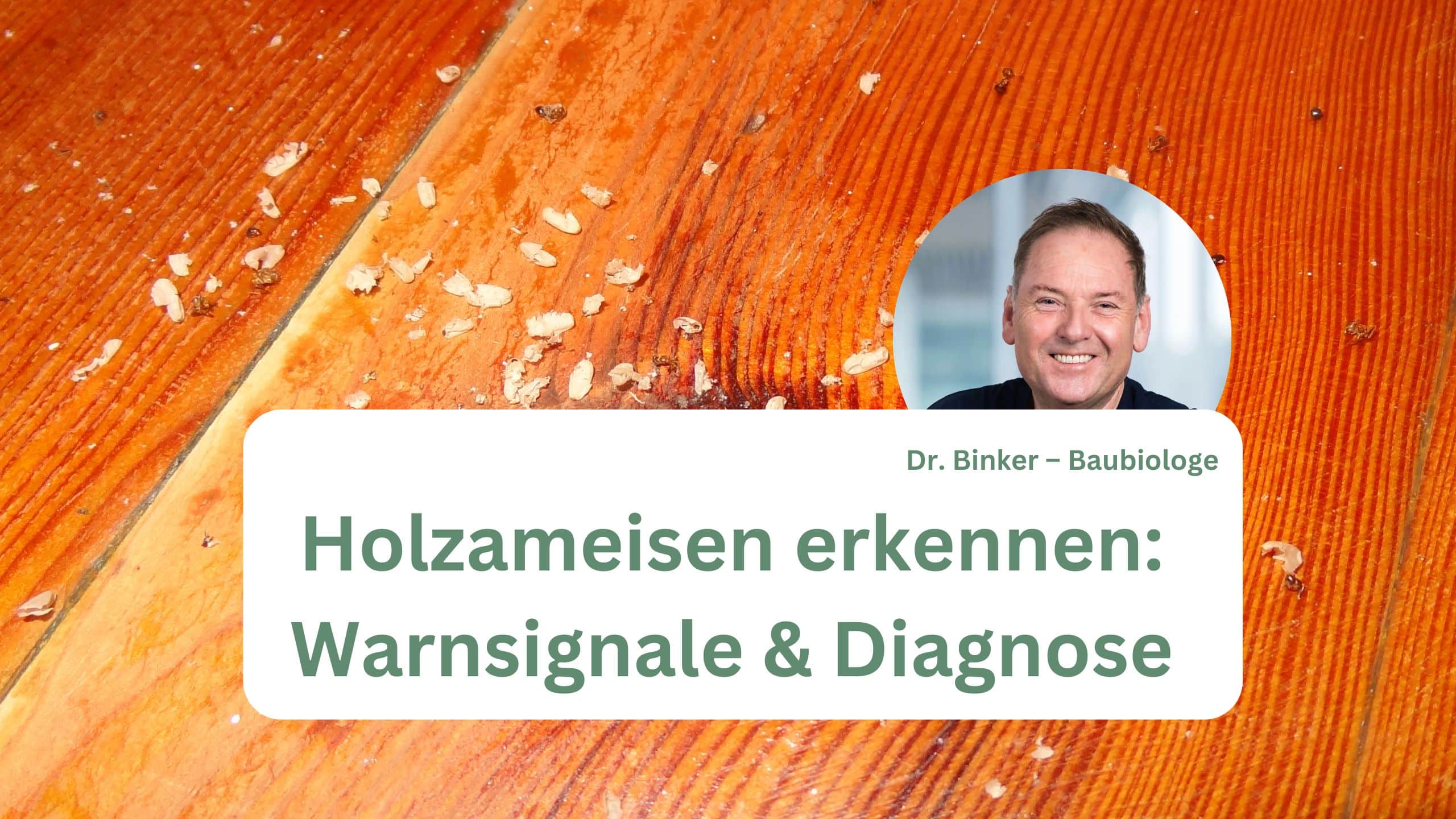 Holzameisen erkennen: Warnsignale & Diagnose
