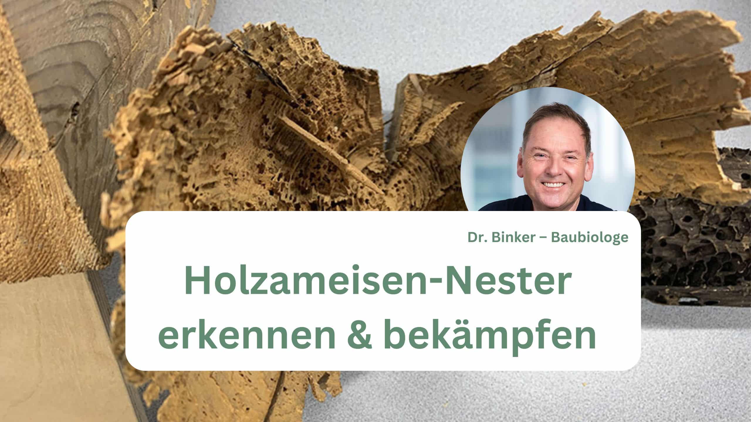 Holzameisen-Nester erkennen und bekämpfen