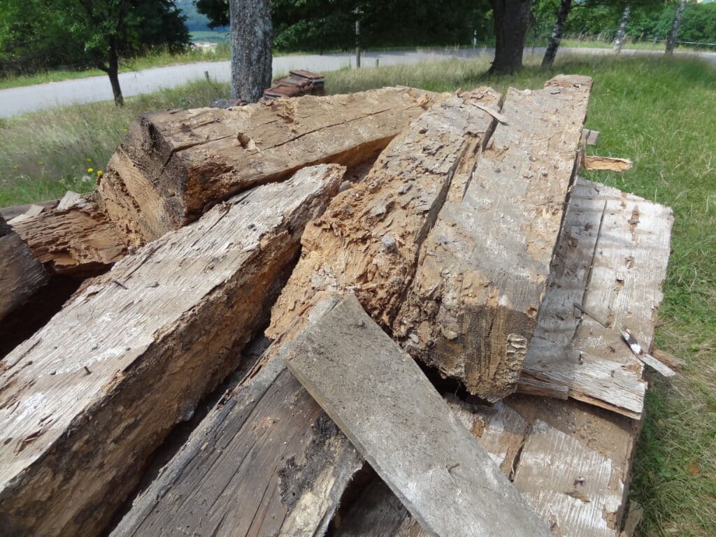 Holzameisen haben ein Gebäude zerstört (2)
