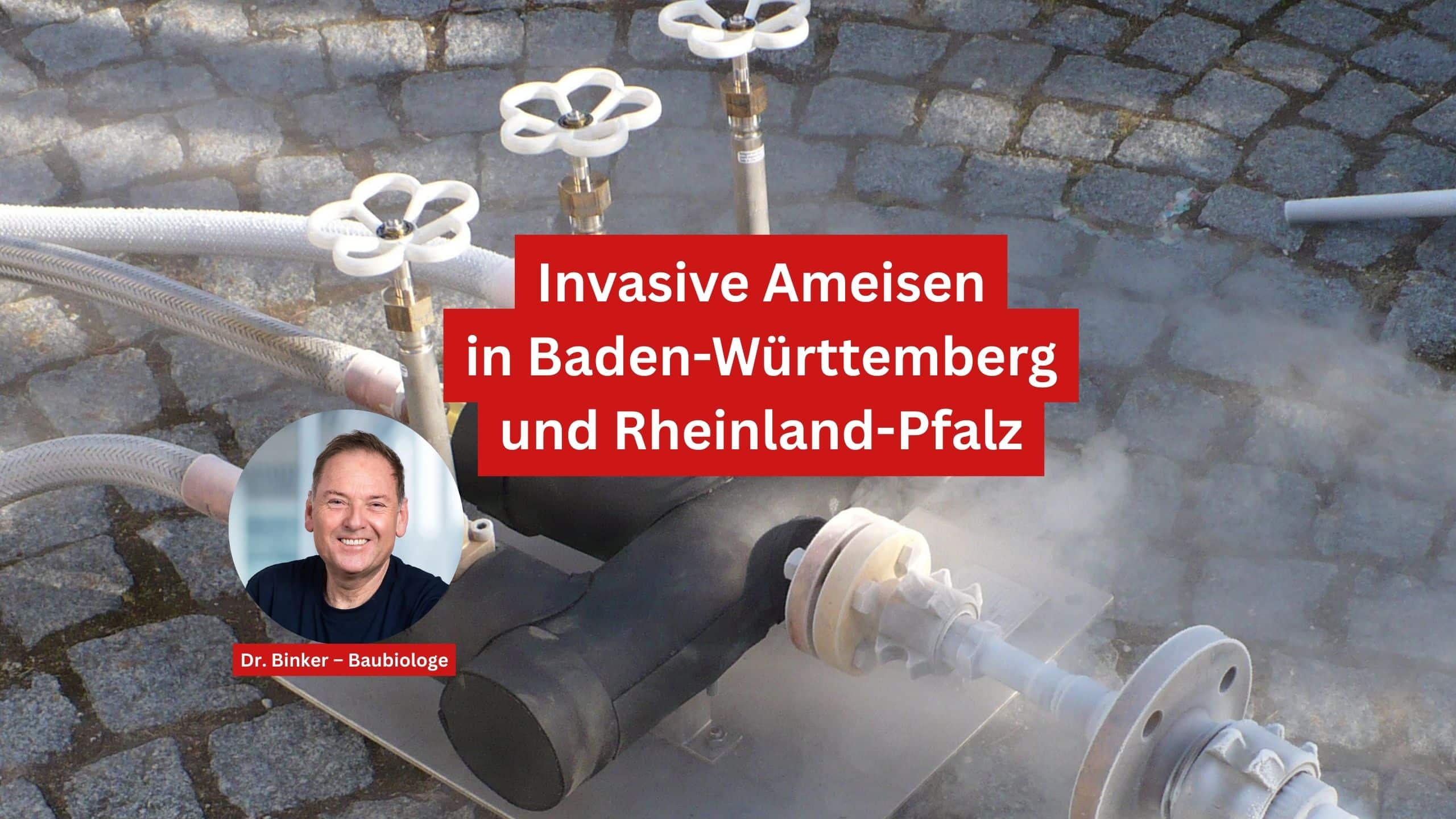 Invasive Ameisen in Baden-Württemberg und Rheinland-Pfalz