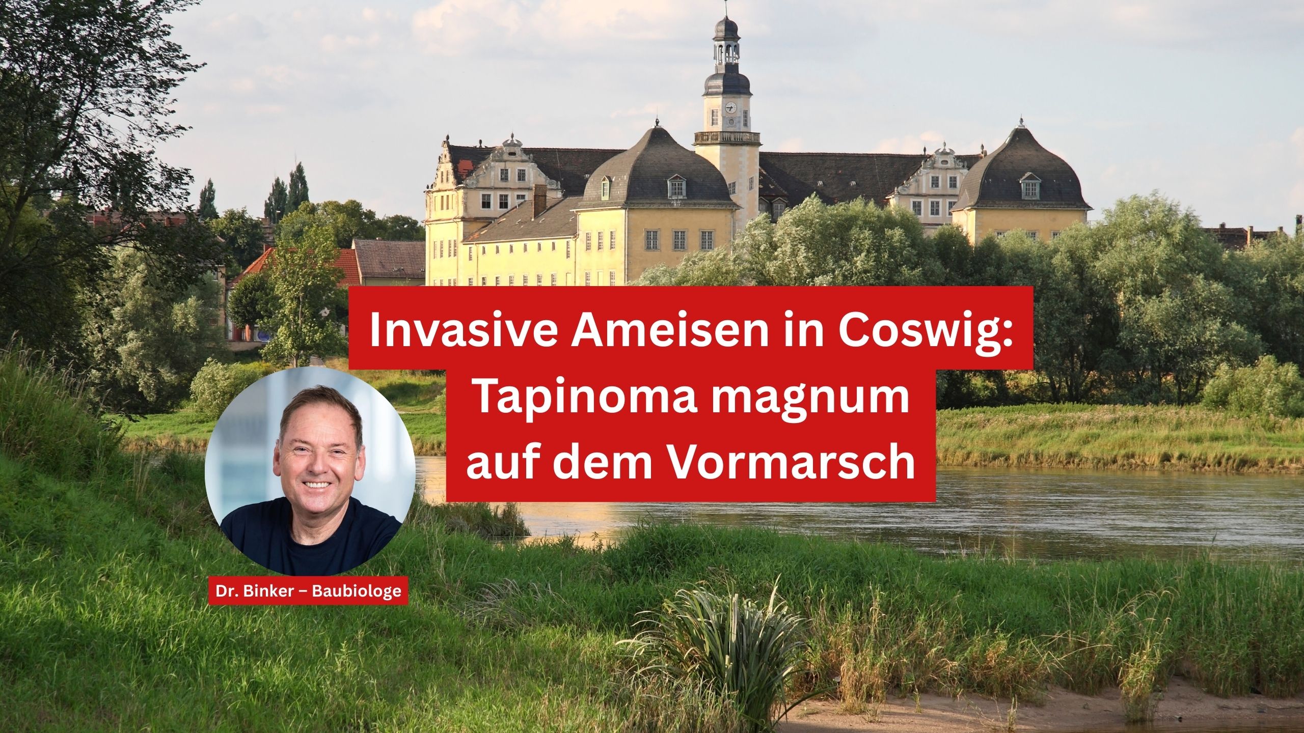 Invasive Ameisen in Coswig: Tapinoma magnum auf dem Vormarsch