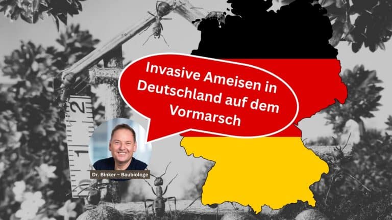 Invasive Ameisen in Deutschland auf dem Vormarsch