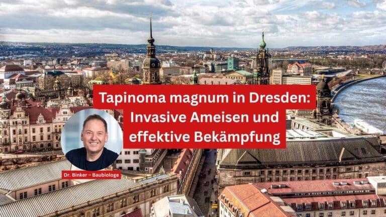 Tapinoma magnum in Dresden: Invasive Ameisen und effektive Bekämpfung