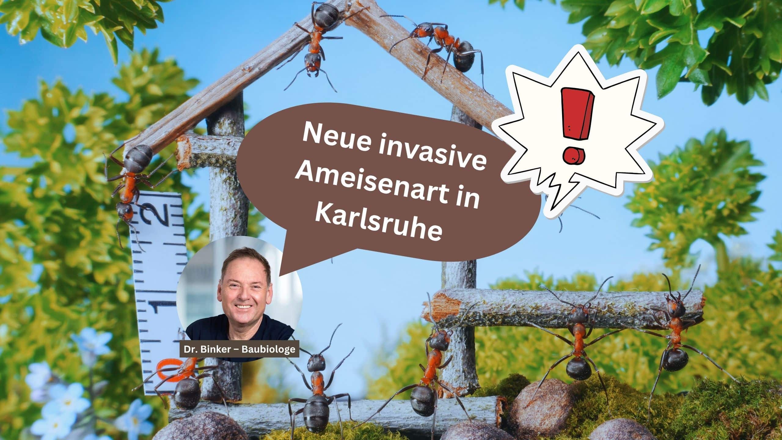Neue invasive Ameisenart in Karlsruhe nachgewiesen