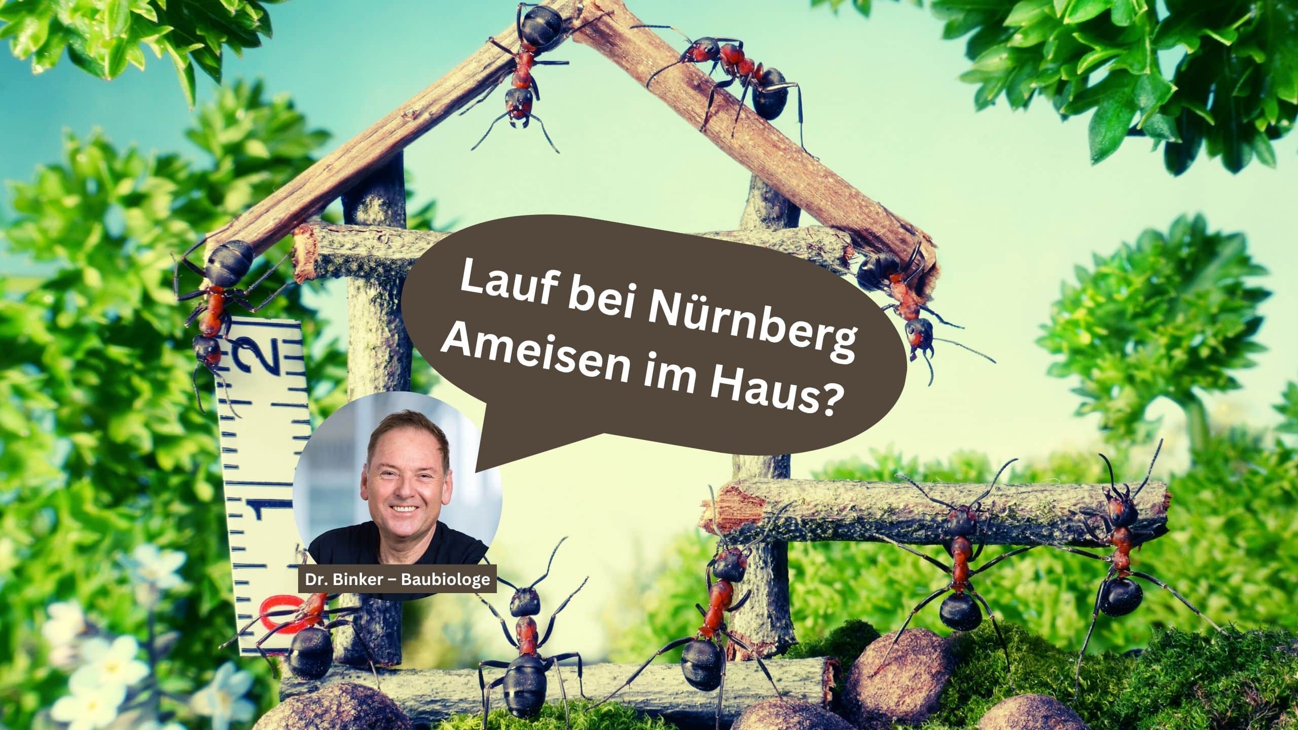 Lauf bei Nürnberg: Ameisen im Haus