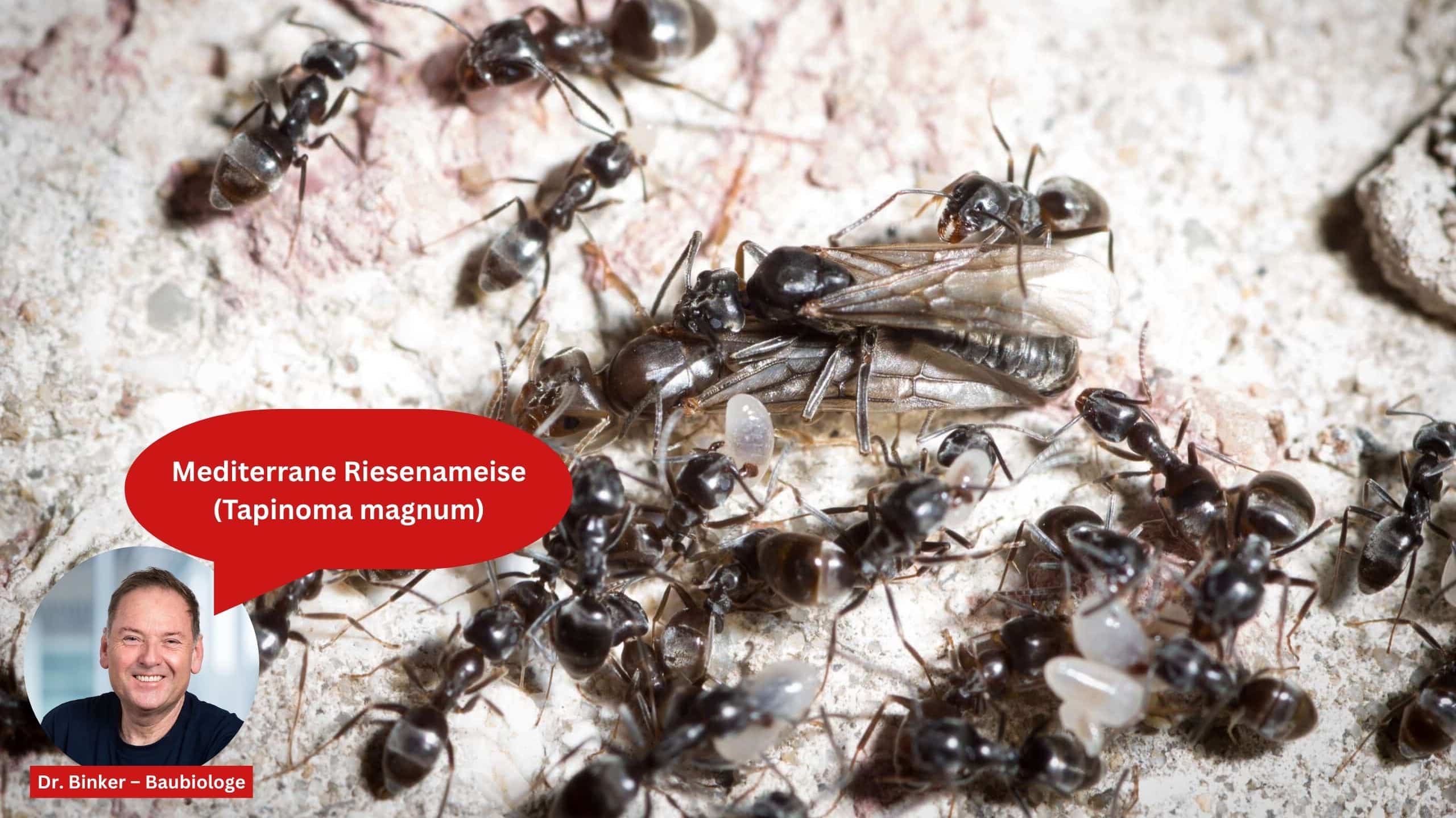 Mediterrane Riesenameise (Tapinoma magnum)