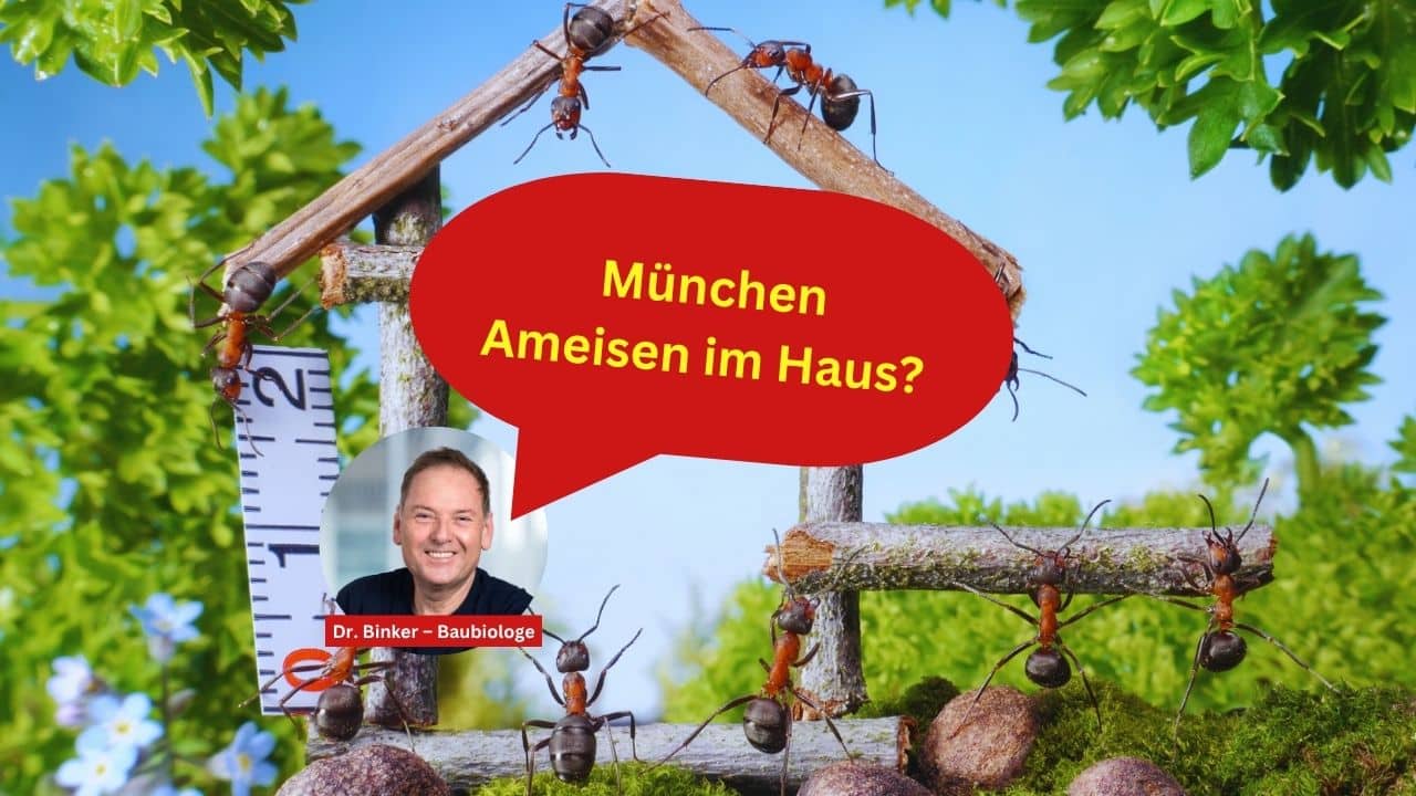 München Ameisen im Haus