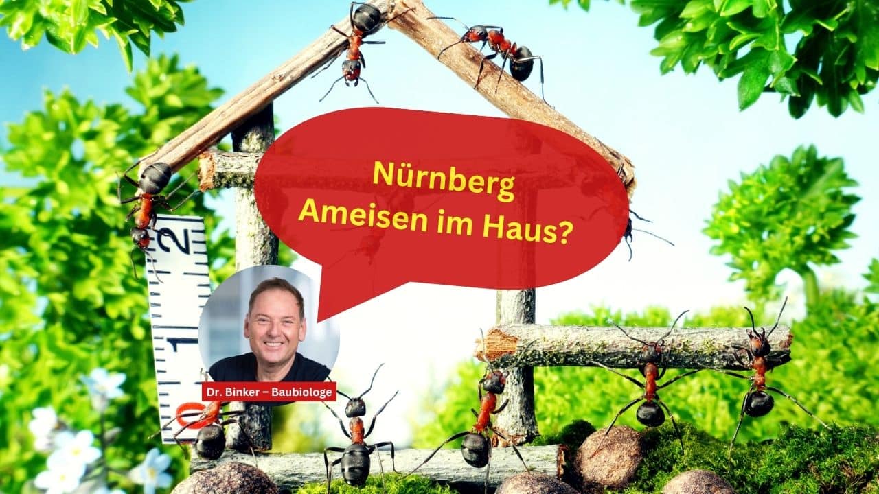 Nürnberg Ameisen im Haus