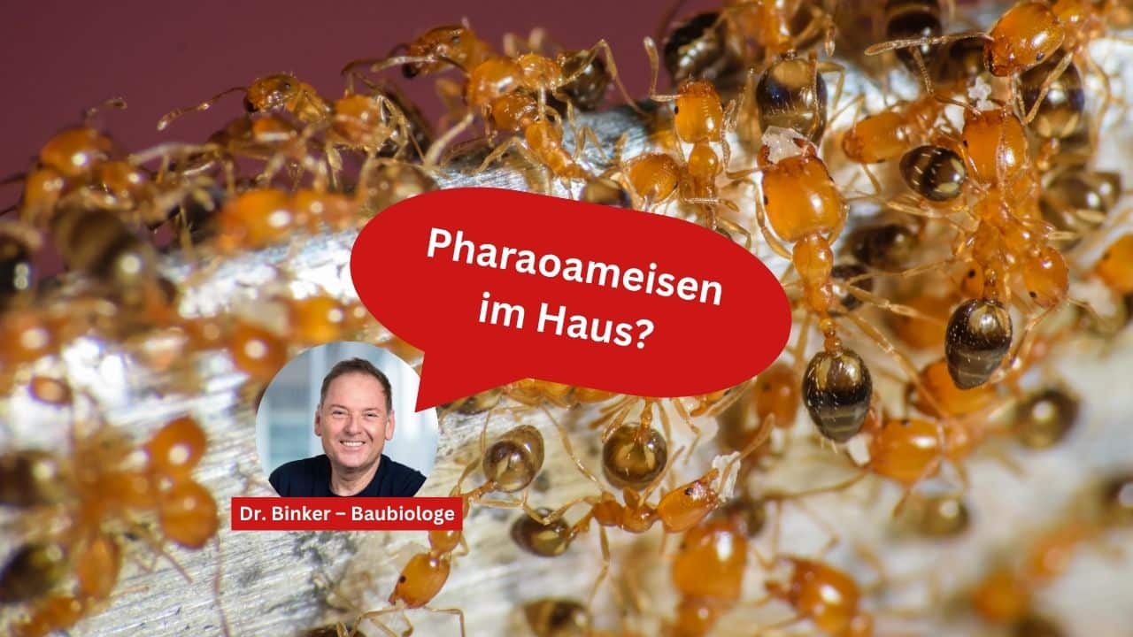 Pharaoameisen im Haus?