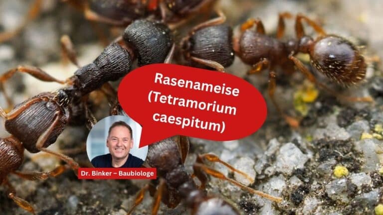Gemeine Rasenameise (Tetramorium caespitum)