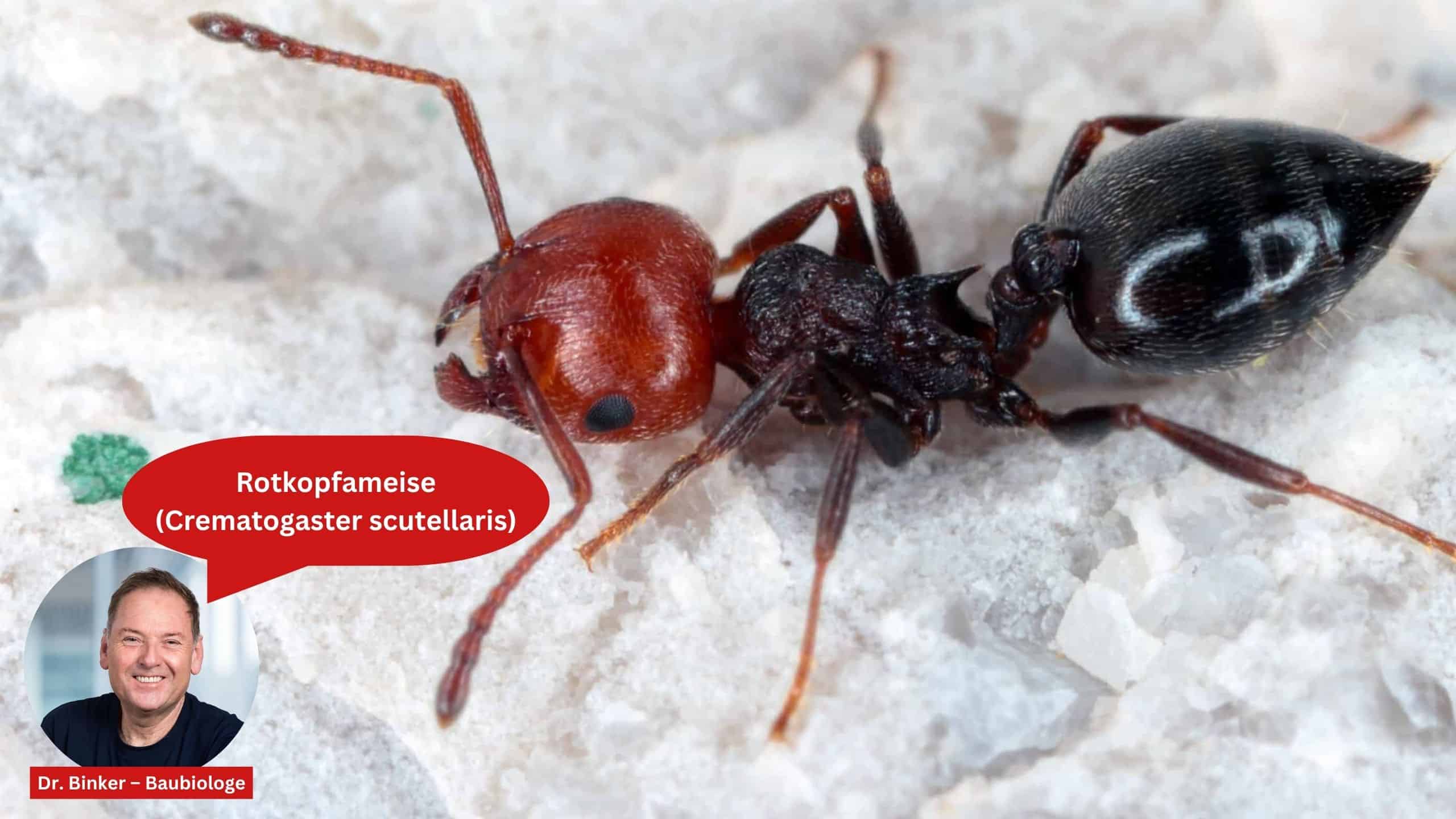Rotkopfameise (Crematogaster scutellaris)