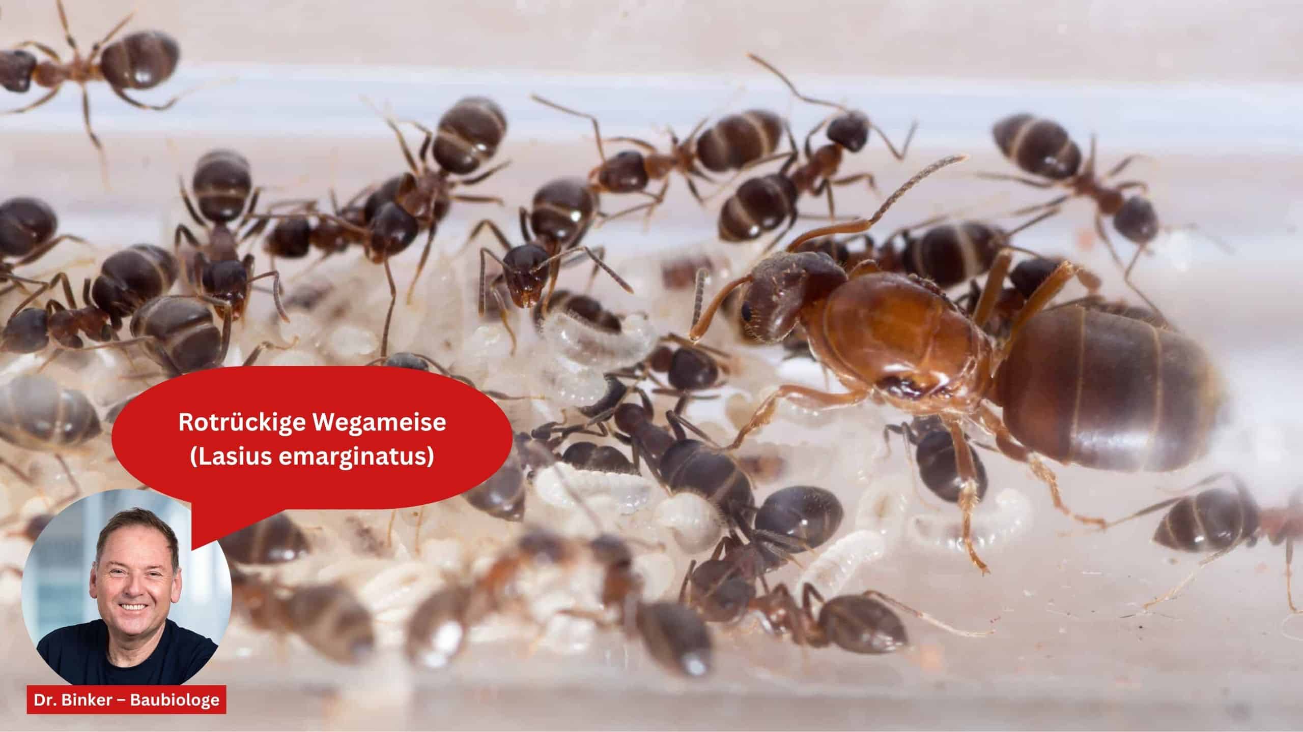 Rotrückige Wegameise (Lasius emarginatus)