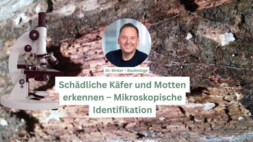 Schädliche Käfer und Motten erkennen