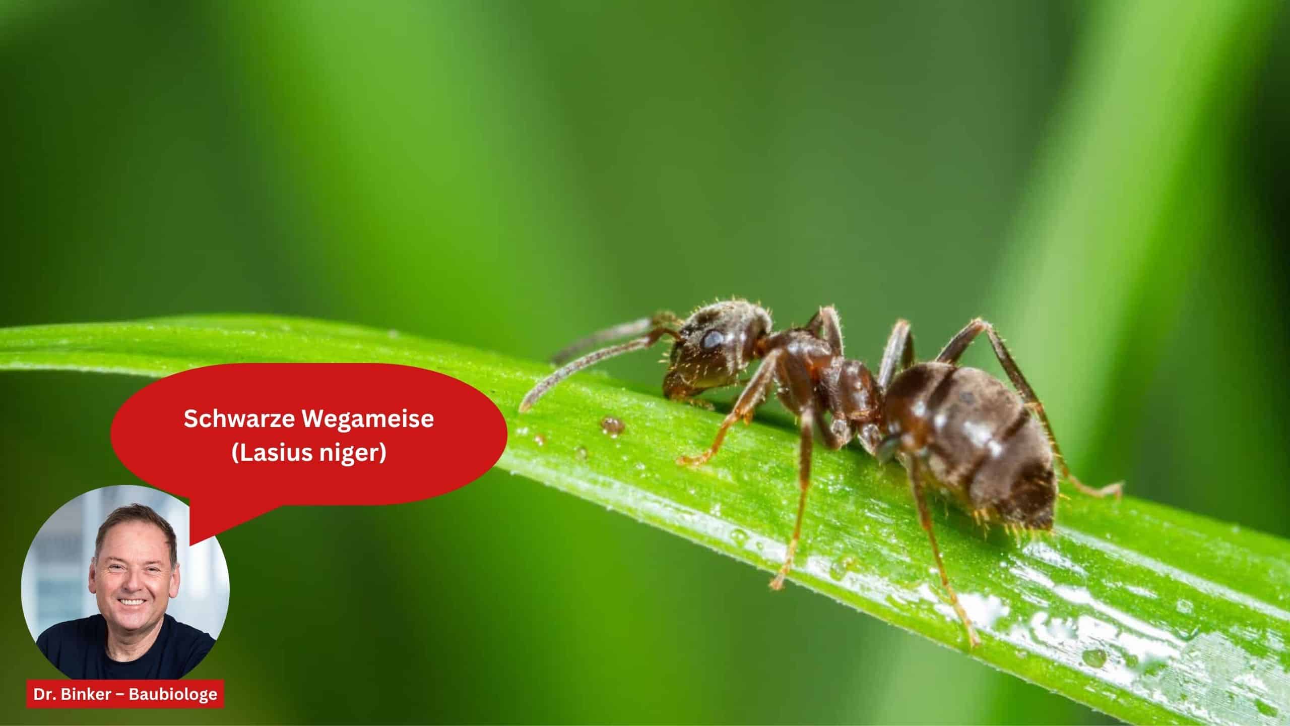 Schwarze Wegameise (Lasius niger)