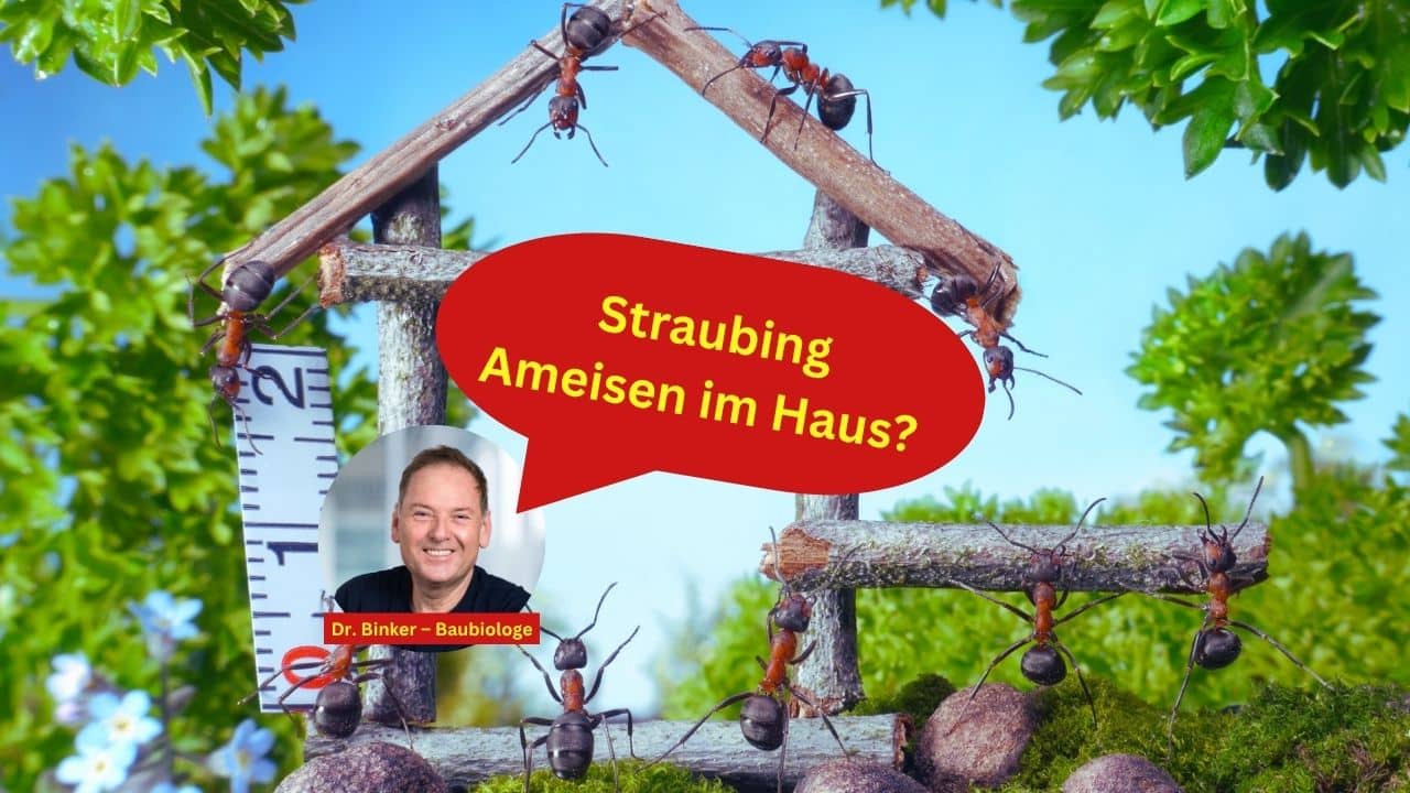 Straubing: Ameisen im Haus