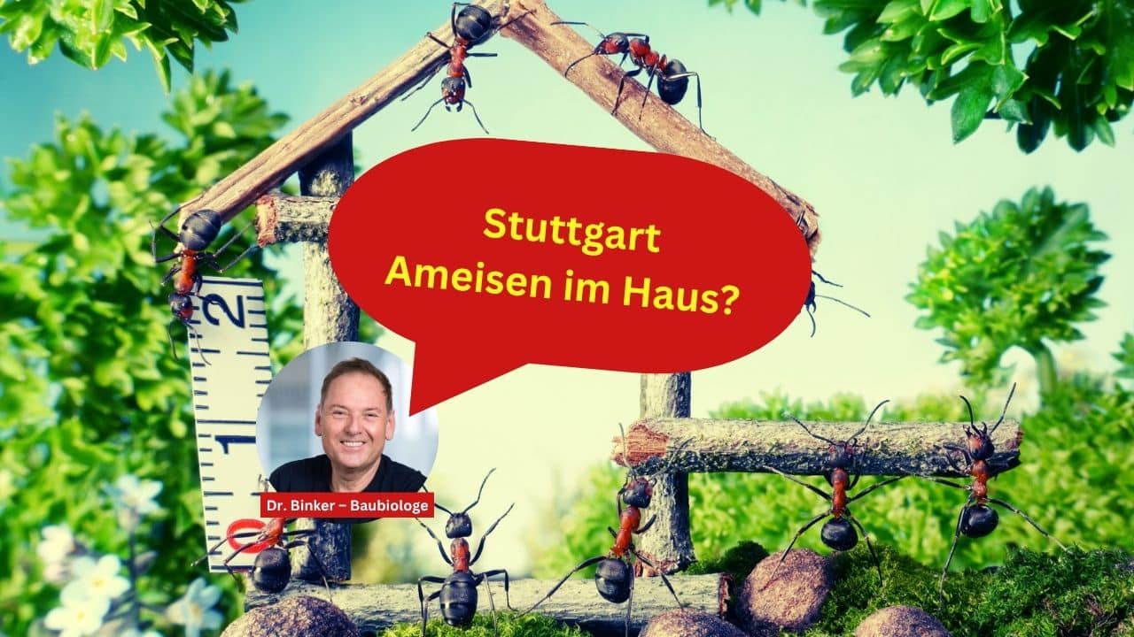Stuttgart: Ameisen im Haus