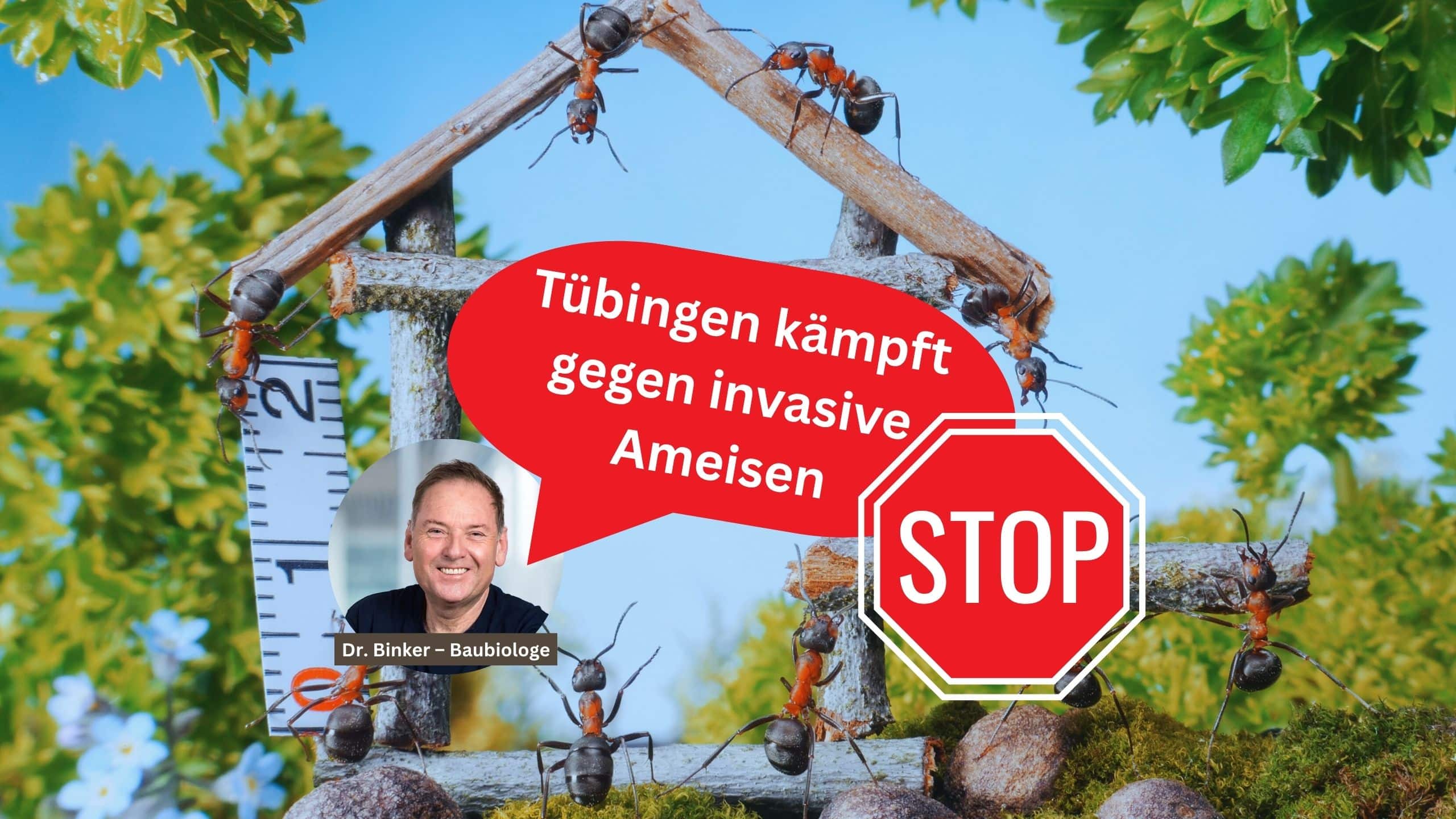 Anwohner in Tübingen bekämpfen verzweifelt invasive Ameisen