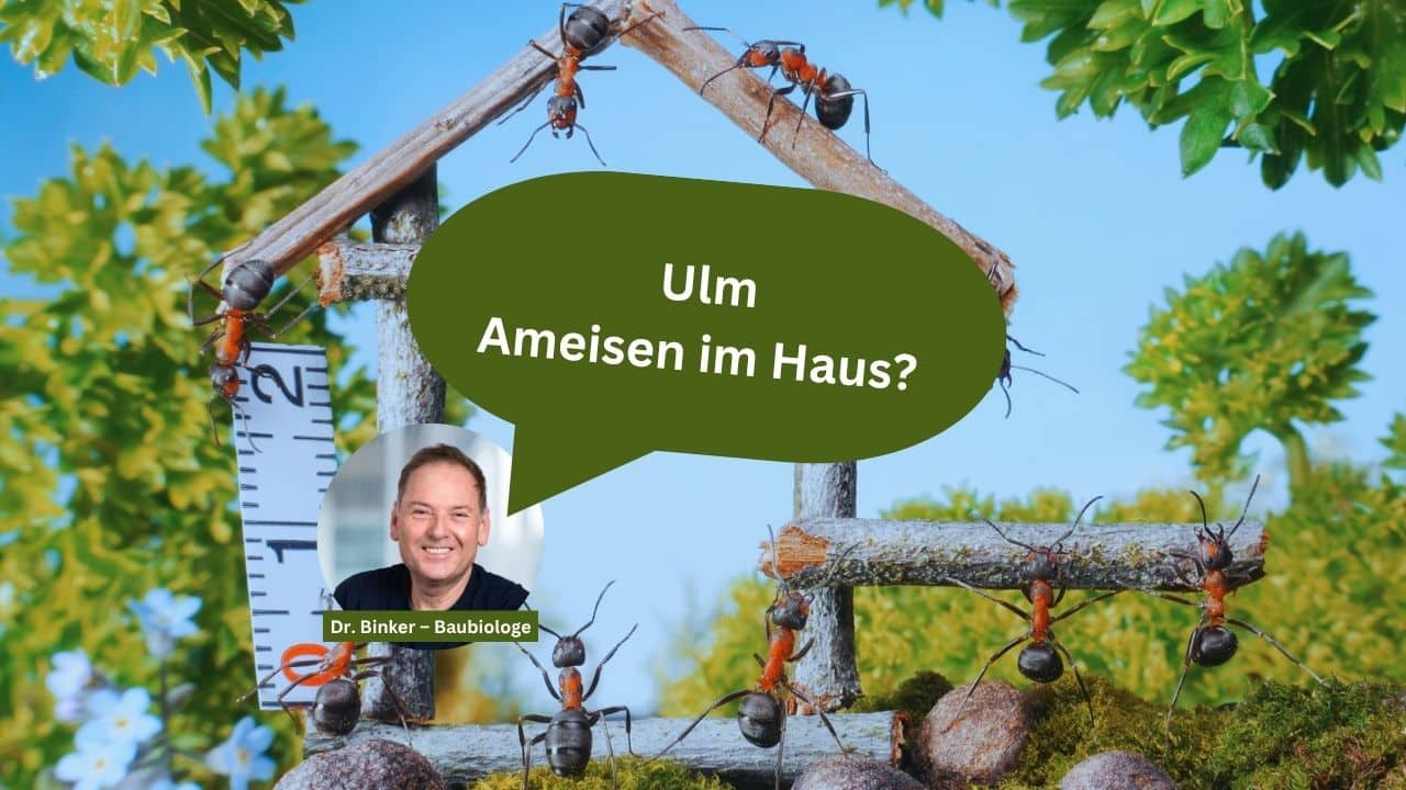 Ulm: Ameisen im Haus