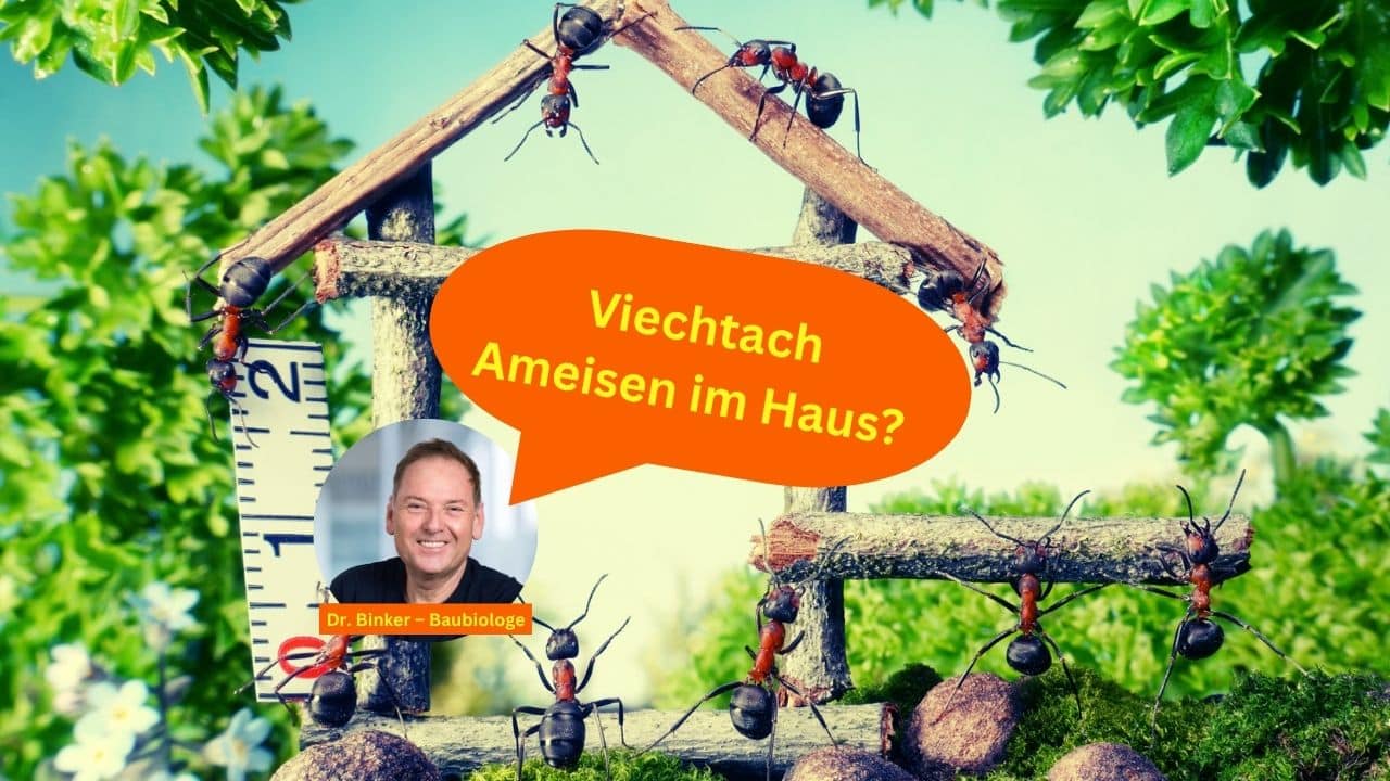 Viechtach: Ameisen im Haus